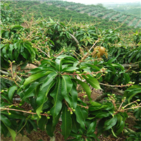 广西桂林绿化果苗圃基地