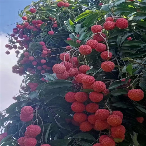 广西钦州果苗批发基地