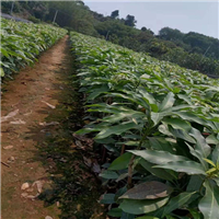 广西灵山果苗基地有哪些品种
