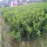 桂林柑橘苗 