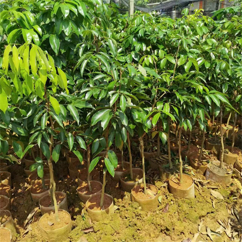 广西灵山果苗批发价格