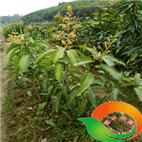 广西灵山果苗批发基地