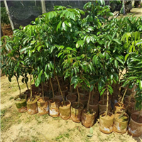 广西灵山果苗百度爱采购