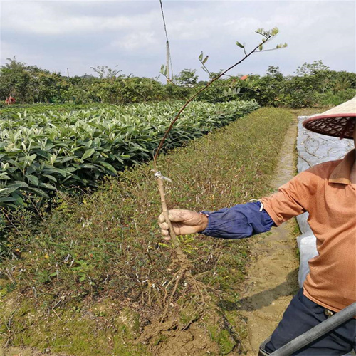 广西柳州果苗