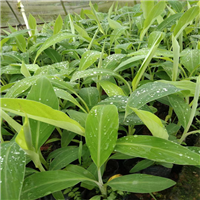 广西灵山果树苗基地