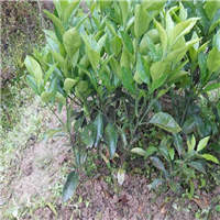 销售红江橙苗 