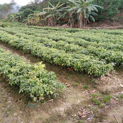 广西灵山果苗场