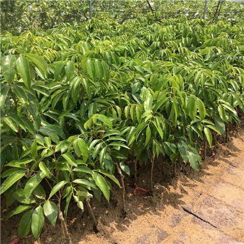 云南荔枝苗基地 