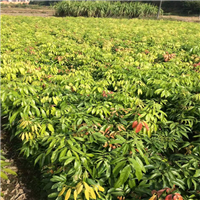 广西灵山果苗批发基地
