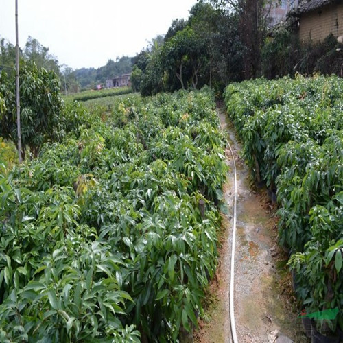 云南荔枝苗批发 