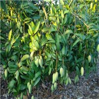 广西红象牙芒果苗 