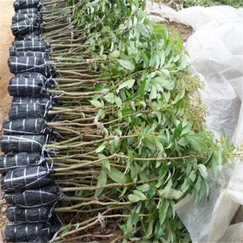 桂林桂味荔枝苗 