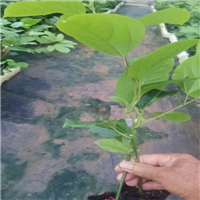 广西柳州果苗-广西钦州武利优盛果苗种植基地