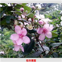 灵山捻子果苗 
