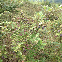 广西捻子果苗直销基地 