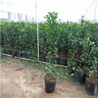 广西灵山果苗批发基地