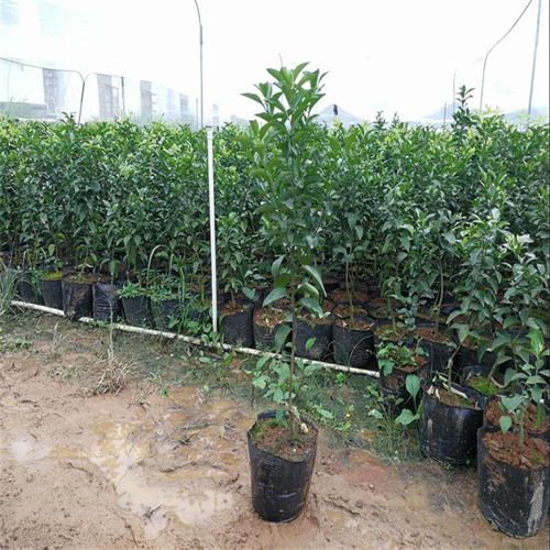 广西灵山果苗批发基地