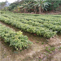 广西冰荔荔枝苗