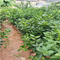 广西钦州果苗批发基地