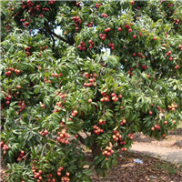 荔浦无核荔枝苗 