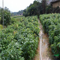 云南荔枝苗批发 