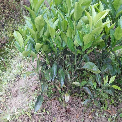销售红江橙苗 