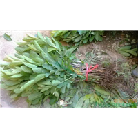 云南番石榴苗 
