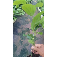 钦蜜九号黄金百香果苗