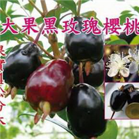 云南黑玫瑰樱桃苗 