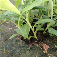 广西灵山果苗批发基地
