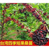 云南果桑苗批发 