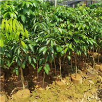 广西灵山果苗场-广西钦州武利优盛果苗种植基地