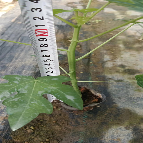 广西灵山果苗场