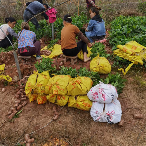广西南宁果苗树苗批发市场