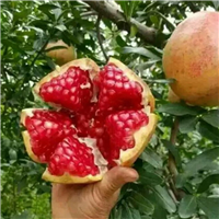 云南石榴苗 