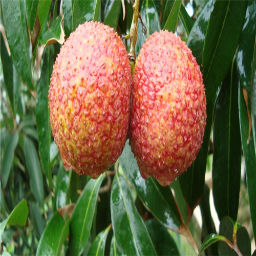 钦州无核荔枝苗 