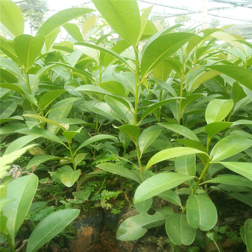 荔浦人心果苗 