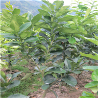荔浦三红蜜肉柚苗基地 