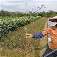 广西柳州果苗