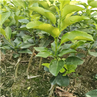 广西灵山果苗批发基地