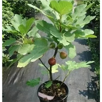 云南 柑橘苗基地 