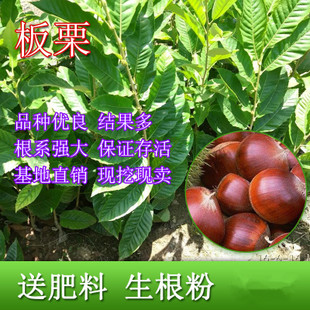 云南板粟苗基地 