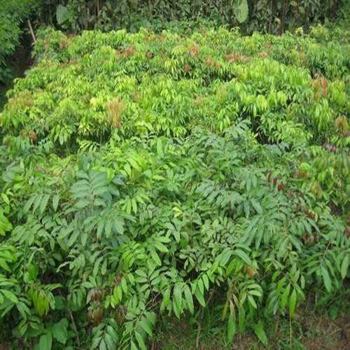 云南荔枝苗批发 