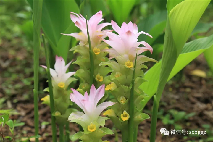 广东莪术苗基地 