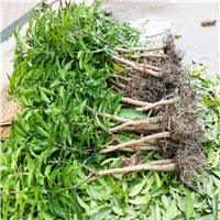 灵山红象牙芒果苗价格 