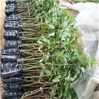 桂林桂味荔枝苗 