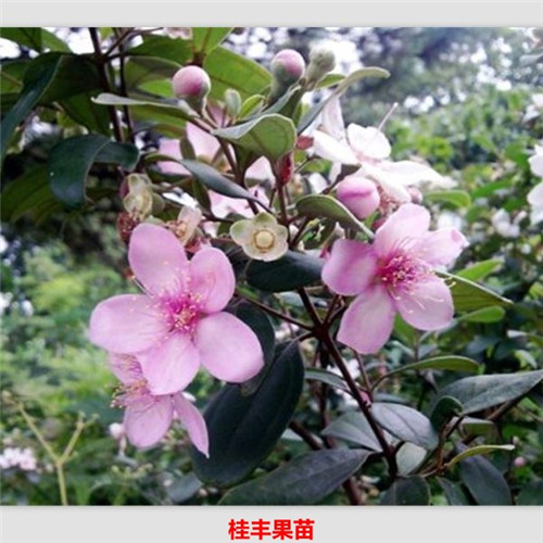 灵山捻子果苗 