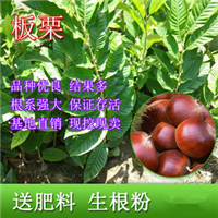 云南板粟苗基地 