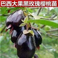 广东黑玫瑰樱桃苗 