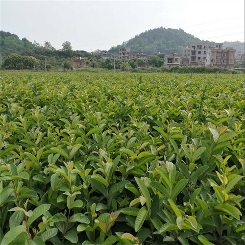 广西柳州果苗